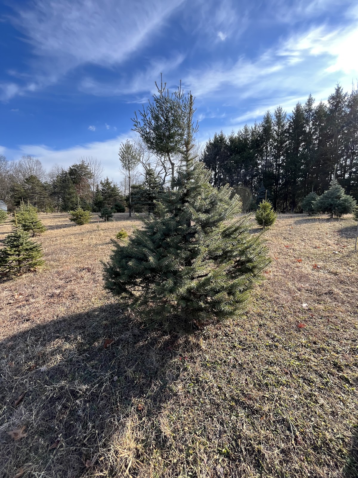Holly Bough Tree Farm in Readington Township, New Jersey