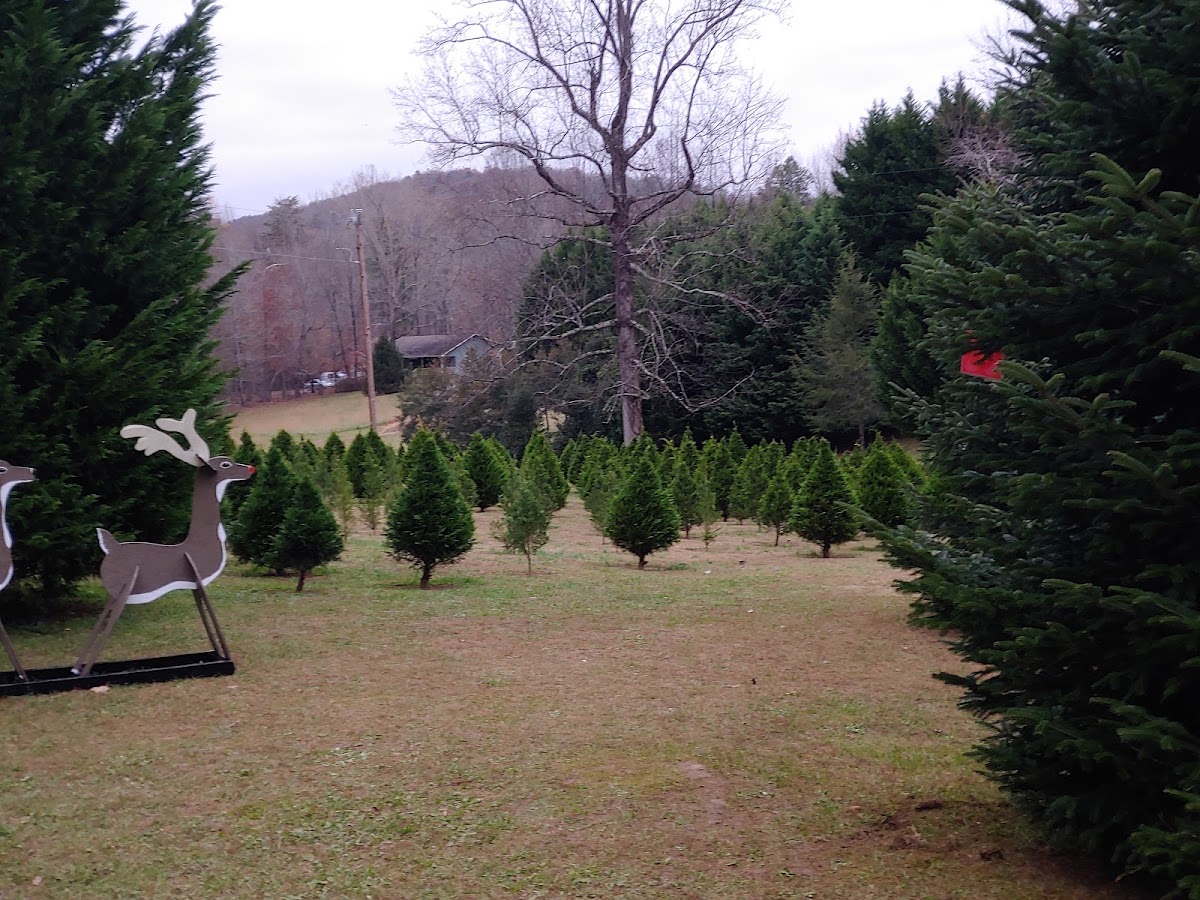 Holly Hill Tree Farm in Dahlonega, Georgia