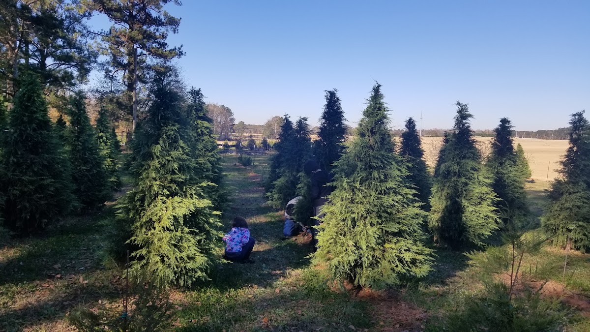 Homestead Christmas Tree Farm in Hampton, Georgia