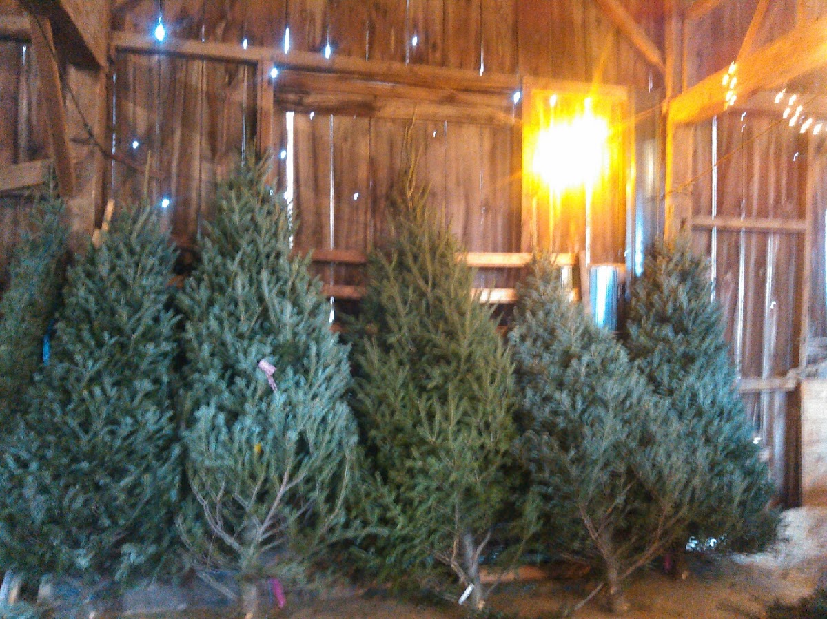 Homestead Christmas Tree Farm in Hartford, Wisconsin