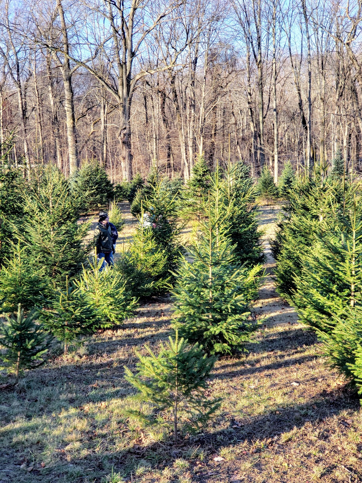 Homestead Tree Farm in Orange, Connecticut