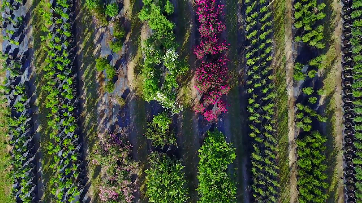 Hope Valley Tree Farm in Bastrop, Texas
