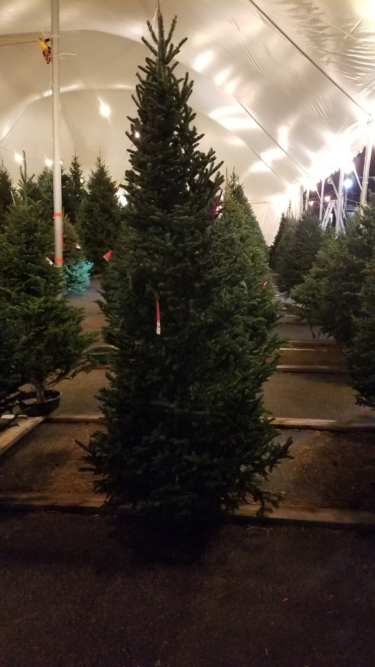 Hopkins Creek Christmas Trees in Longwood, Florida
