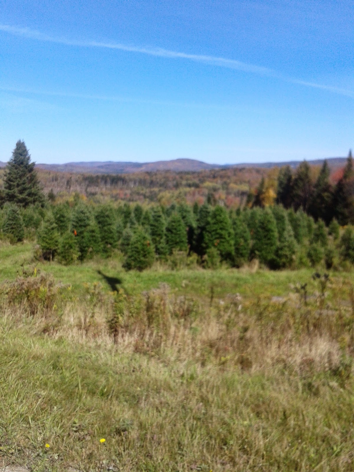 Houle's Tree Farm in Canaan, Vermont