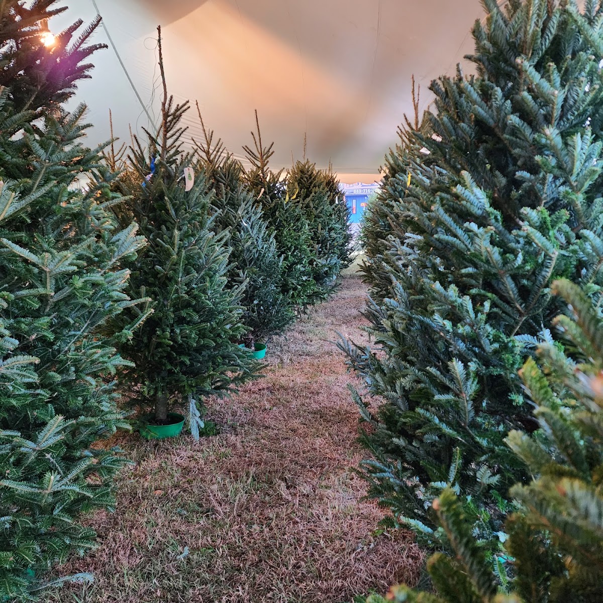 Housand's Christmas Trees in Summerville, South Carolina