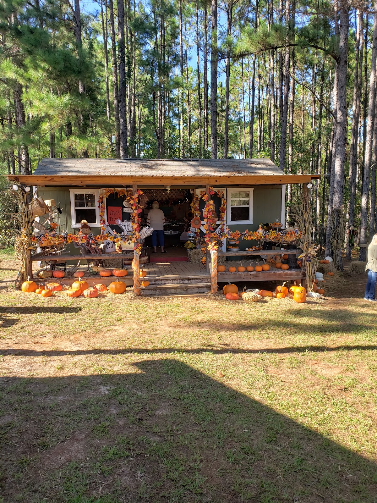 Hubbard Christmas Tree Farm in Thomasville, Georgia