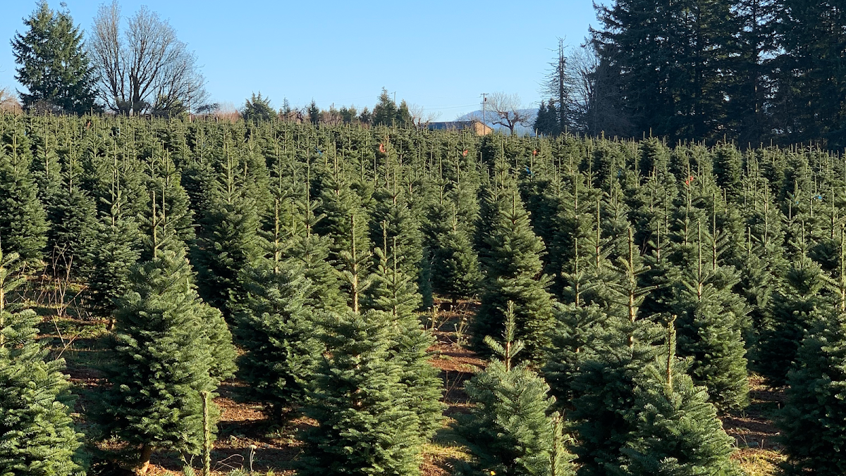 Hughes Family Tree Farm in Estacada, Oregon