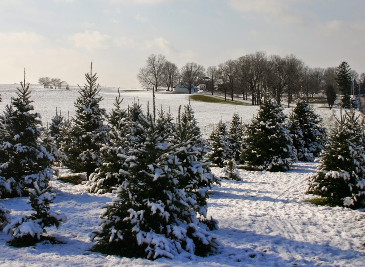 Hunt's Christmas Trees, LLC in Millersville, Pennsylvania