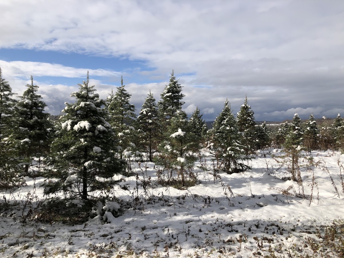 Hunt’s Tree Farm in Berkshire, New York
