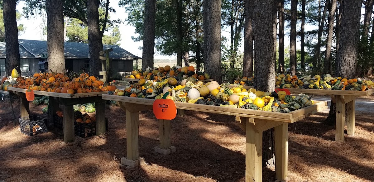 In The Pines in Hindsville, Arkansas
