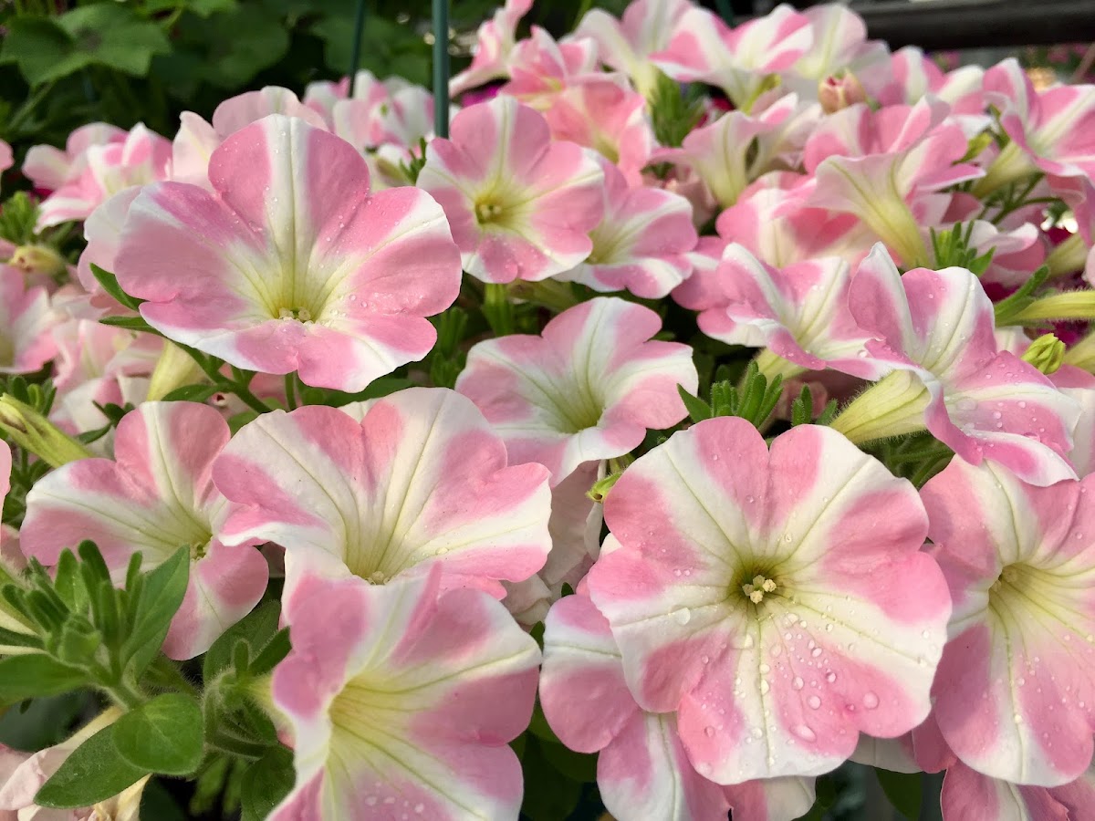 Indian Creek Nursery in Omaha, Nebraska