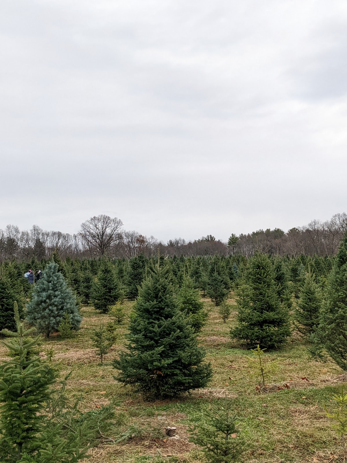 Ingraham Christmas Tree Farm in Georgetown, Massachusetts