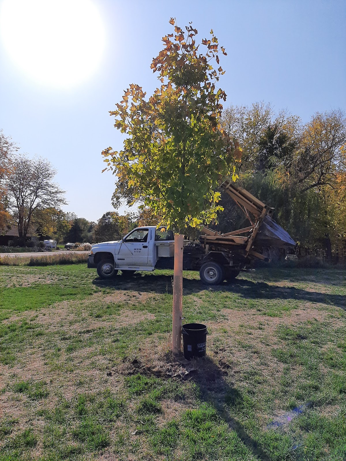 Isom Tree Farm in Guthrie Center, Iowa