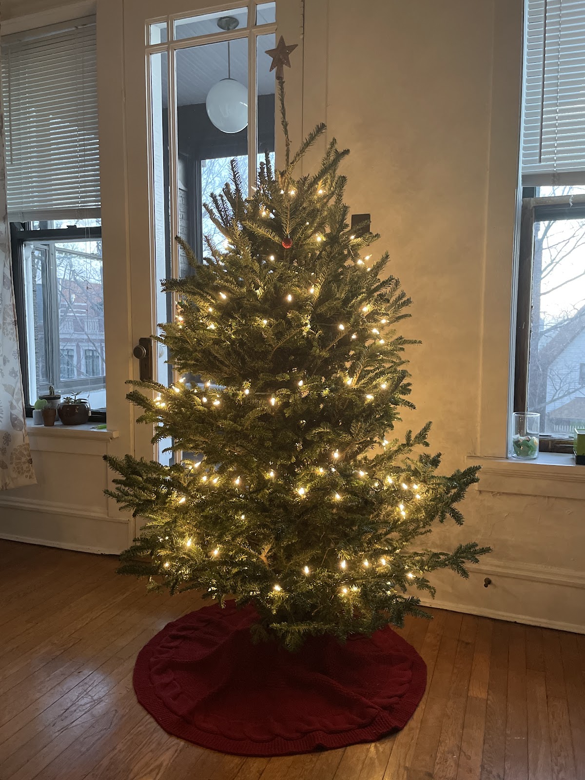 Ivy's Christmas Trees in Chicago, Illinois