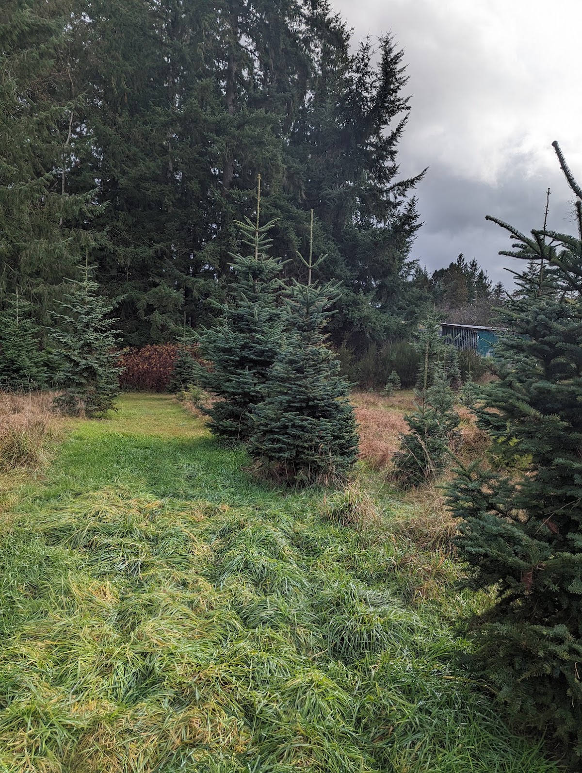 J&B Family Tree Farm in Arlington, Washington