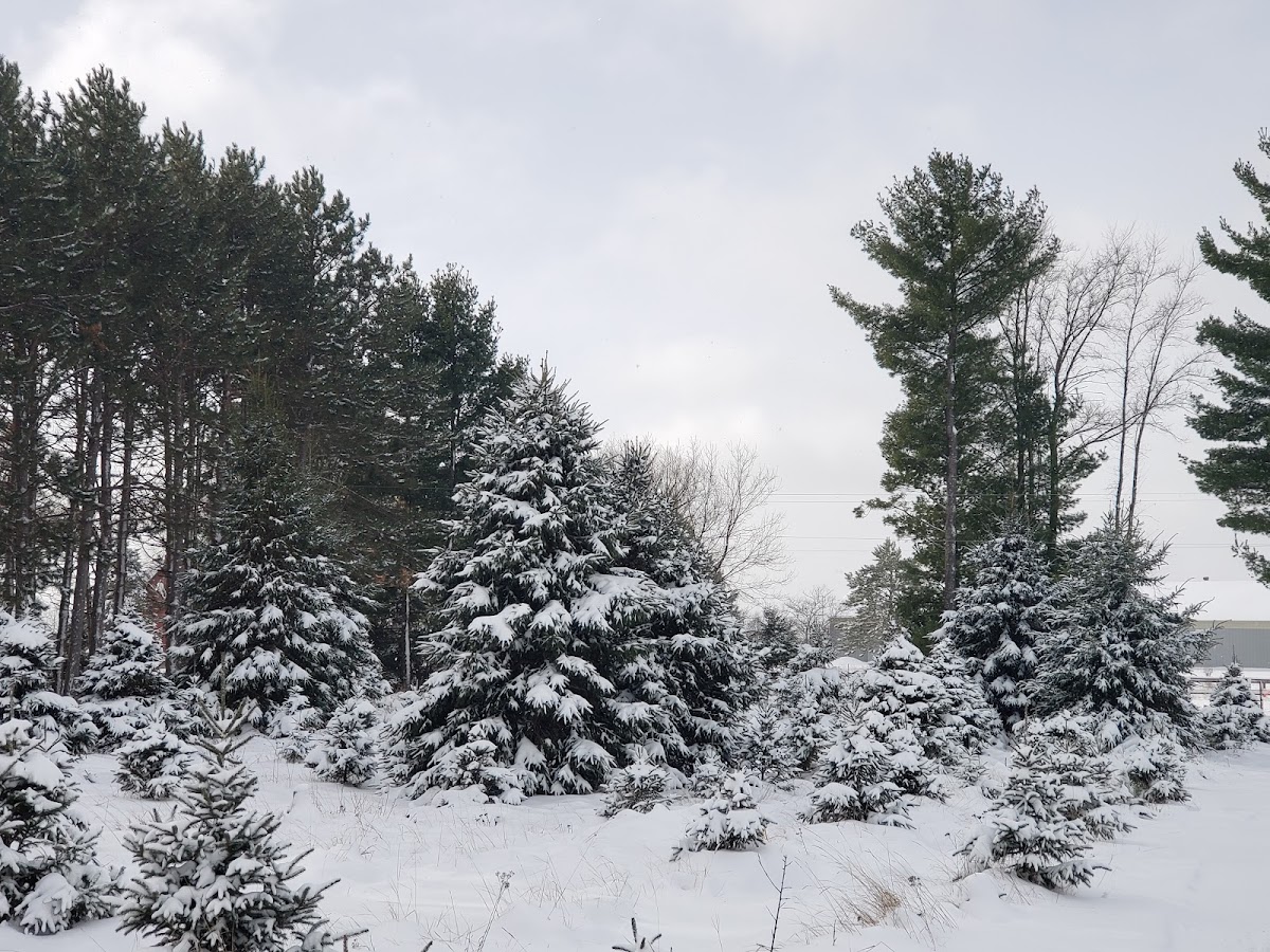 J & M Tree Farm in Stacy, Minnesota