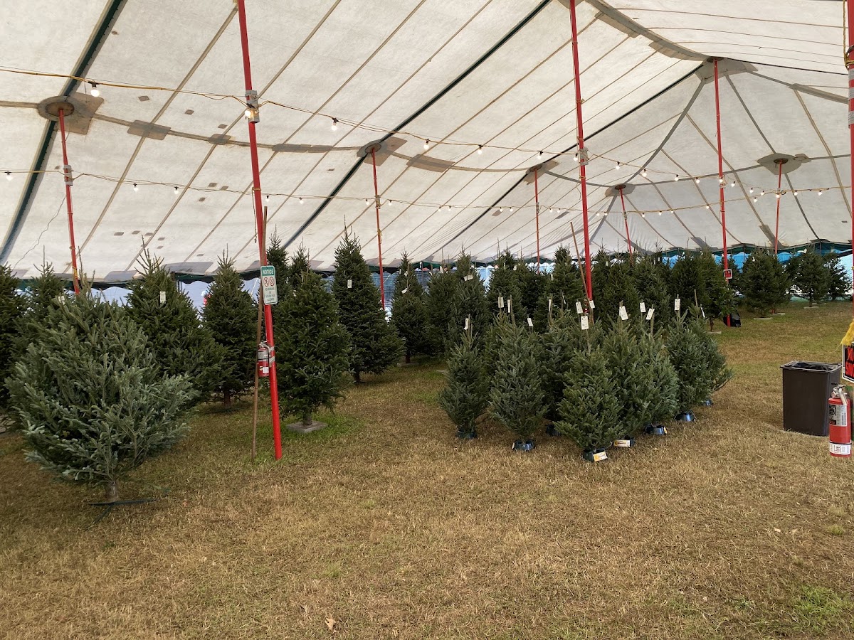 Jack's Christmas Trees in Miami, Florida