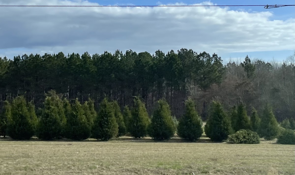 Jake's Christmas Tree Farm in Waynesboro, Georgia