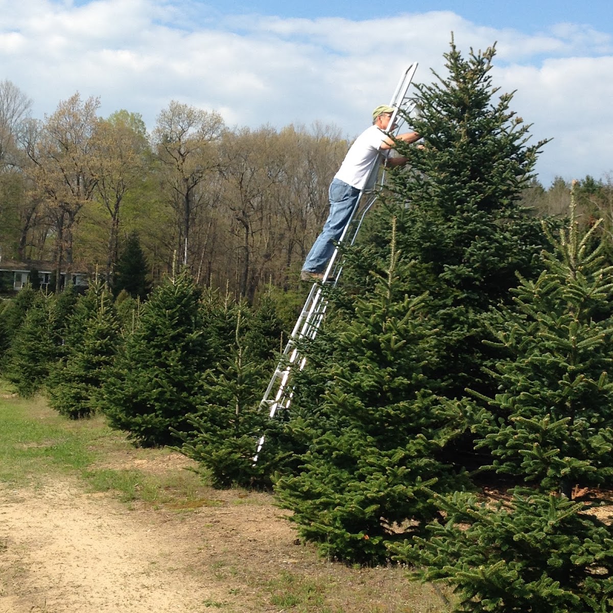 Janke Tree Farm in Allegan, Michigan