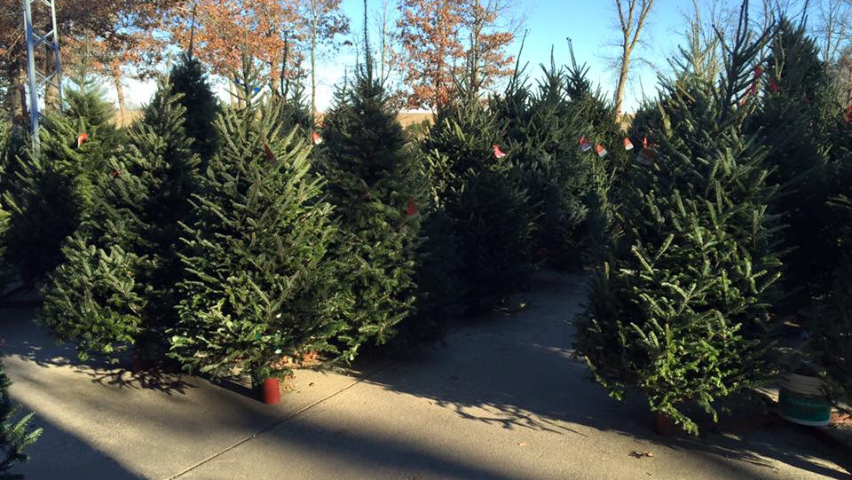 JB Tree Farm in Pierz, Minnesota