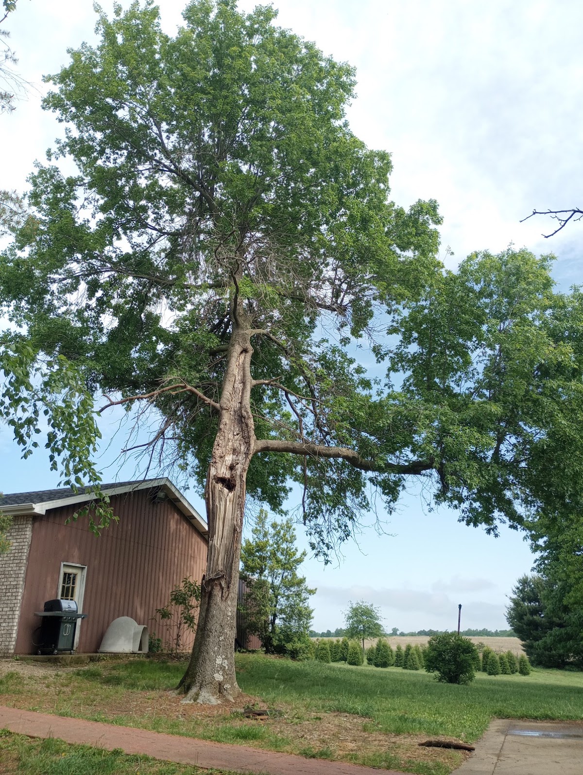 Jecker’s Tree Farm in Lanesville, Indiana