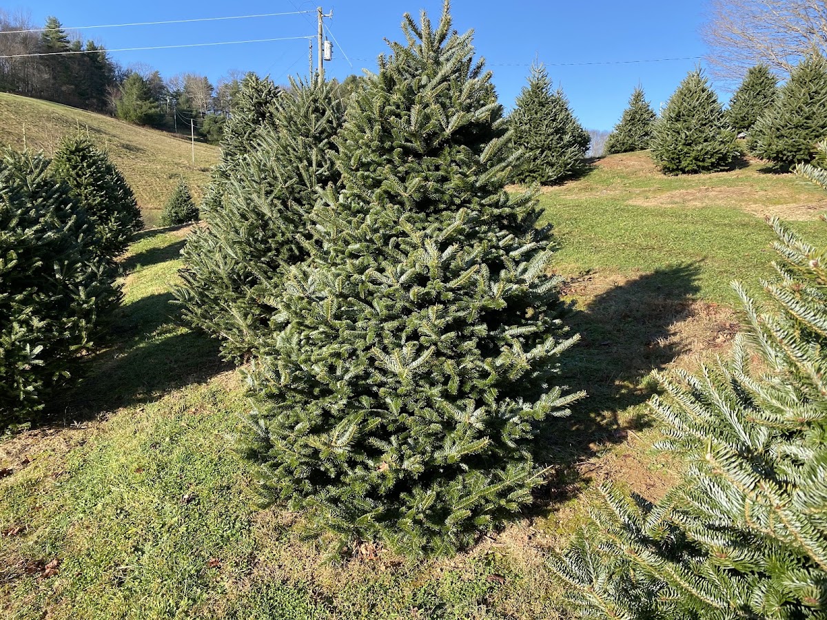 JES Christmas Tree Farm in Montebello, Virginia