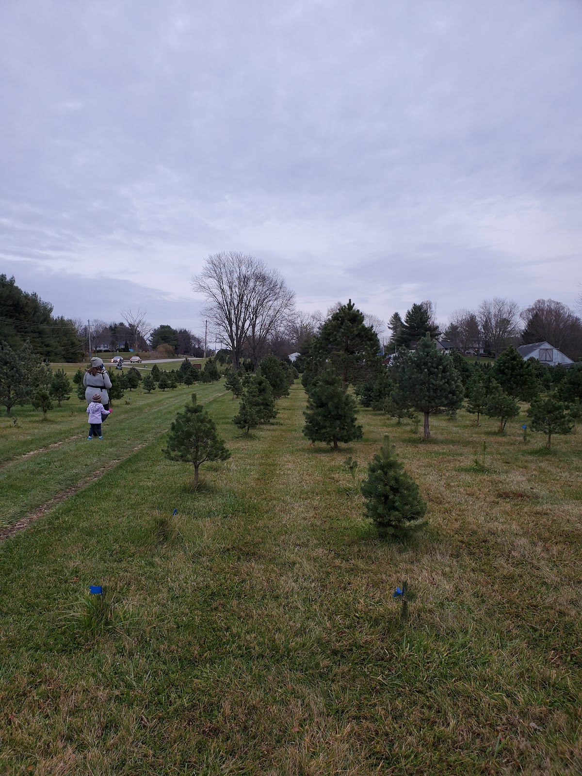 JOAT-MON Tree Farm in Ostrander, Ohio