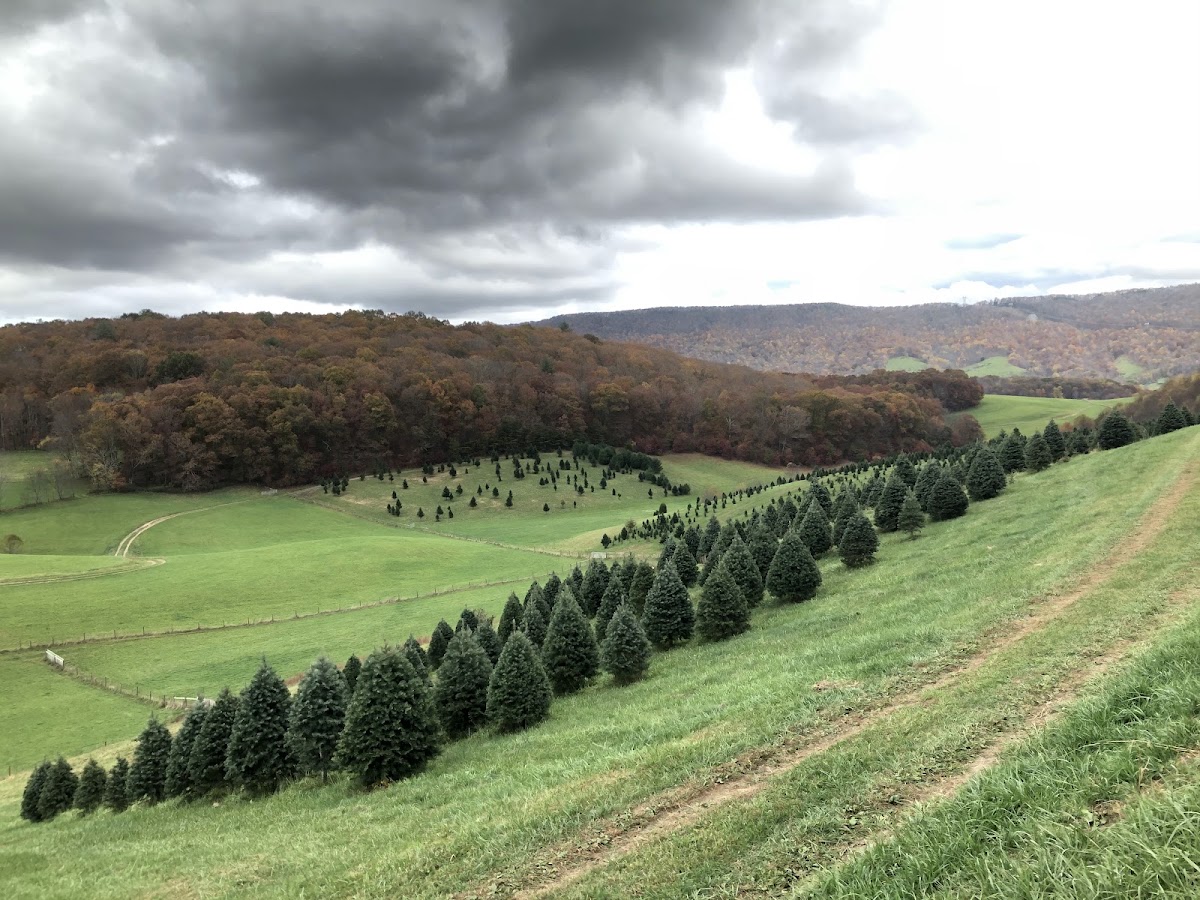 Joe's Trees in Newport, Virginia