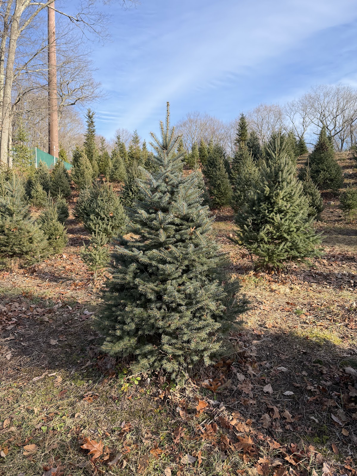 Joes Tree Farm in Hamden, Connecticut