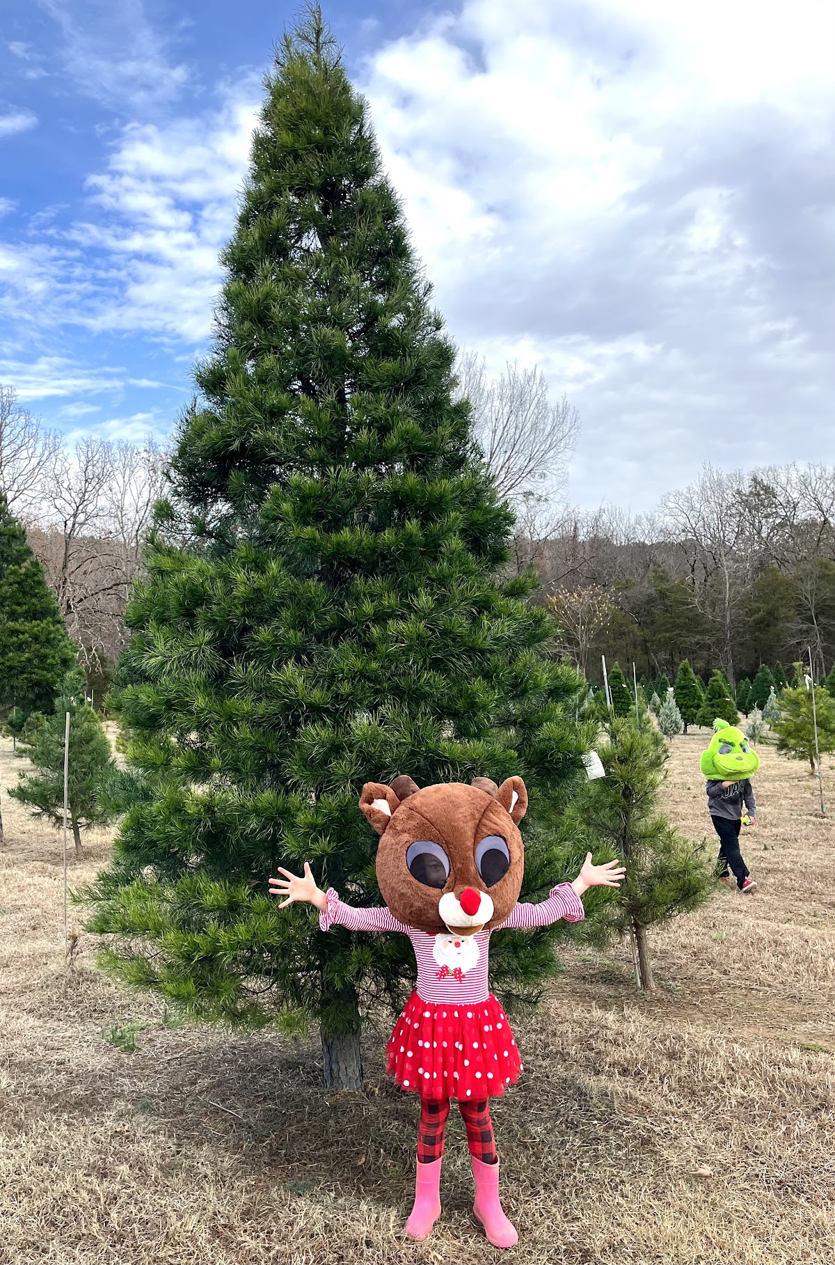 Johnson Family Christmas Tree Farm in Paris, Arkansas