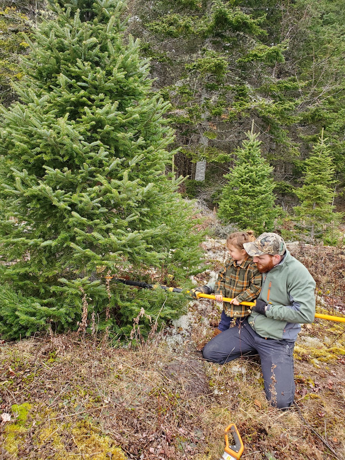 Johnson Tree Farm in Robbinston, Maine