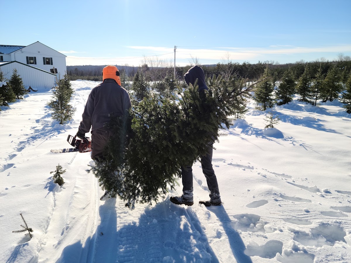 Johnston Christmas Tree Farm in Parkman, Maine