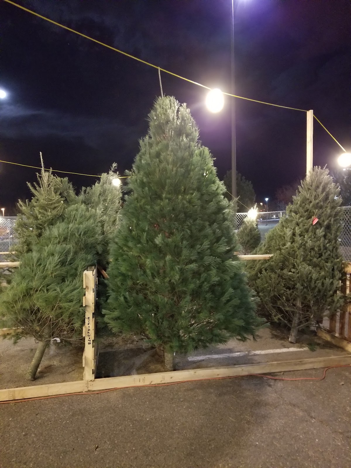 Jolly christmas trees in Colorado Springs, Colorado