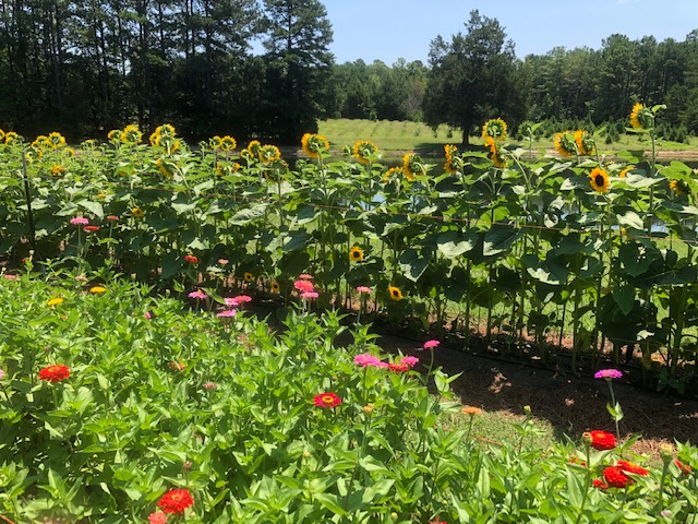 Jordan Lake Farms in Apex, North Carolina