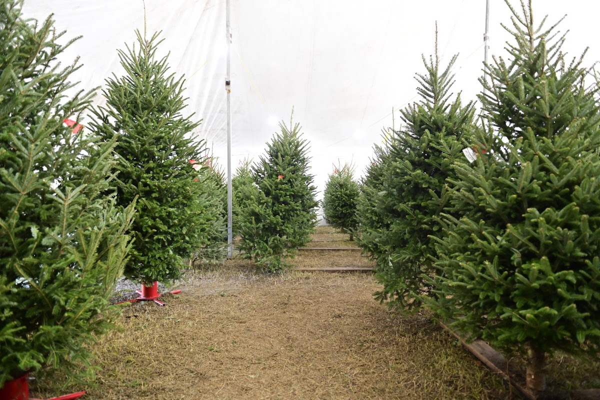 Josario's Christmas Trees in Orlando, Florida