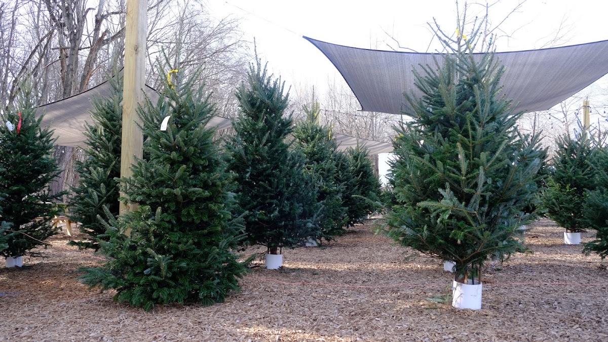 Joyful Tree Farm in Forest, Virginia