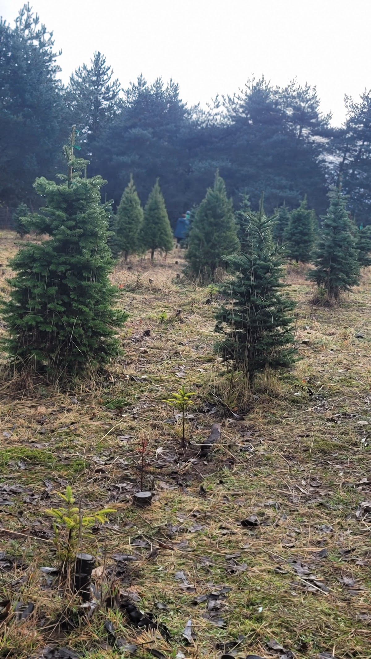 JTB U-Cut Christmas Trees in Gresham, Oregon