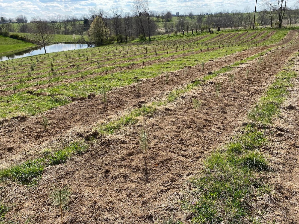 Judy Tree Farm in Mount Sterling, Kentucky