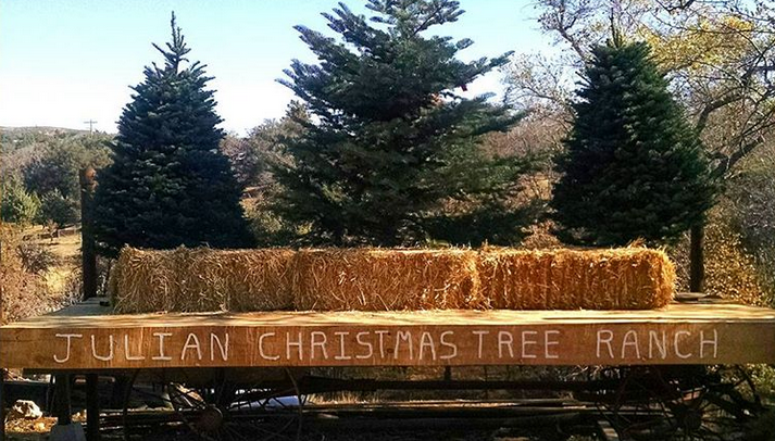 Julian Christmas Tree Ranch in Julian, California