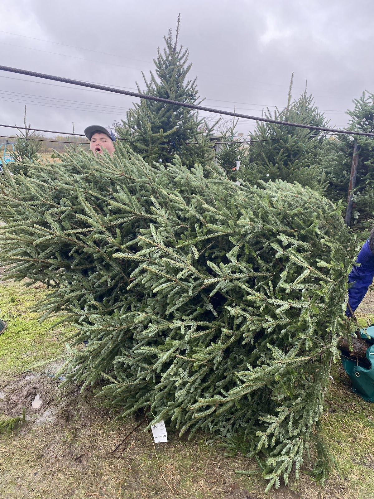 KaJiN Christmas Tree Farm in Caddo Mills, Texas