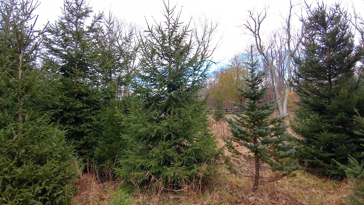 Kavett Christmas Tree Farm in Farmingdale, New Jersey
