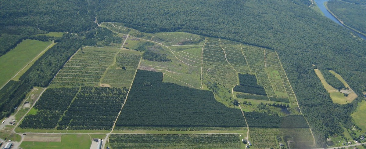 Kelco Industries Tree Farm in Saint Francis, Maine