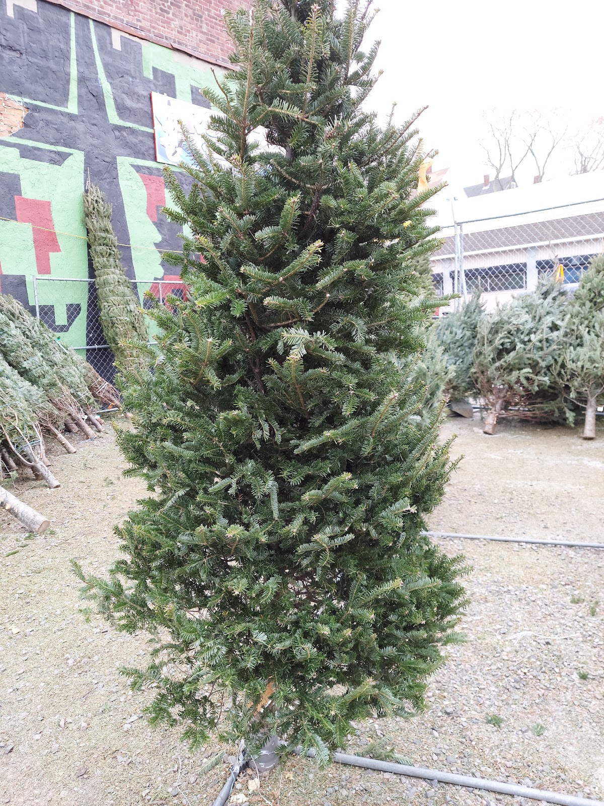 Kelly’s Christmas Trees in Boston, Massachusetts