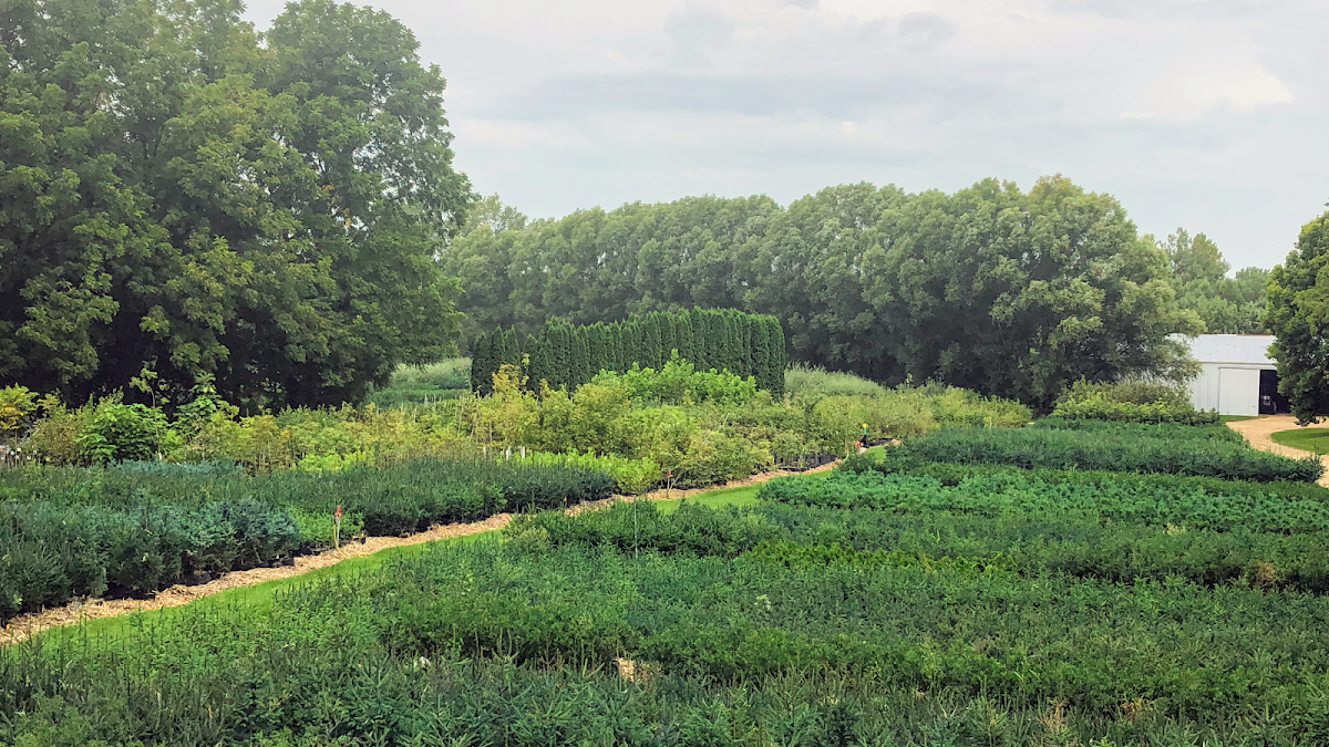 Kelly Tree Farm in Mechanicsville, Iowa