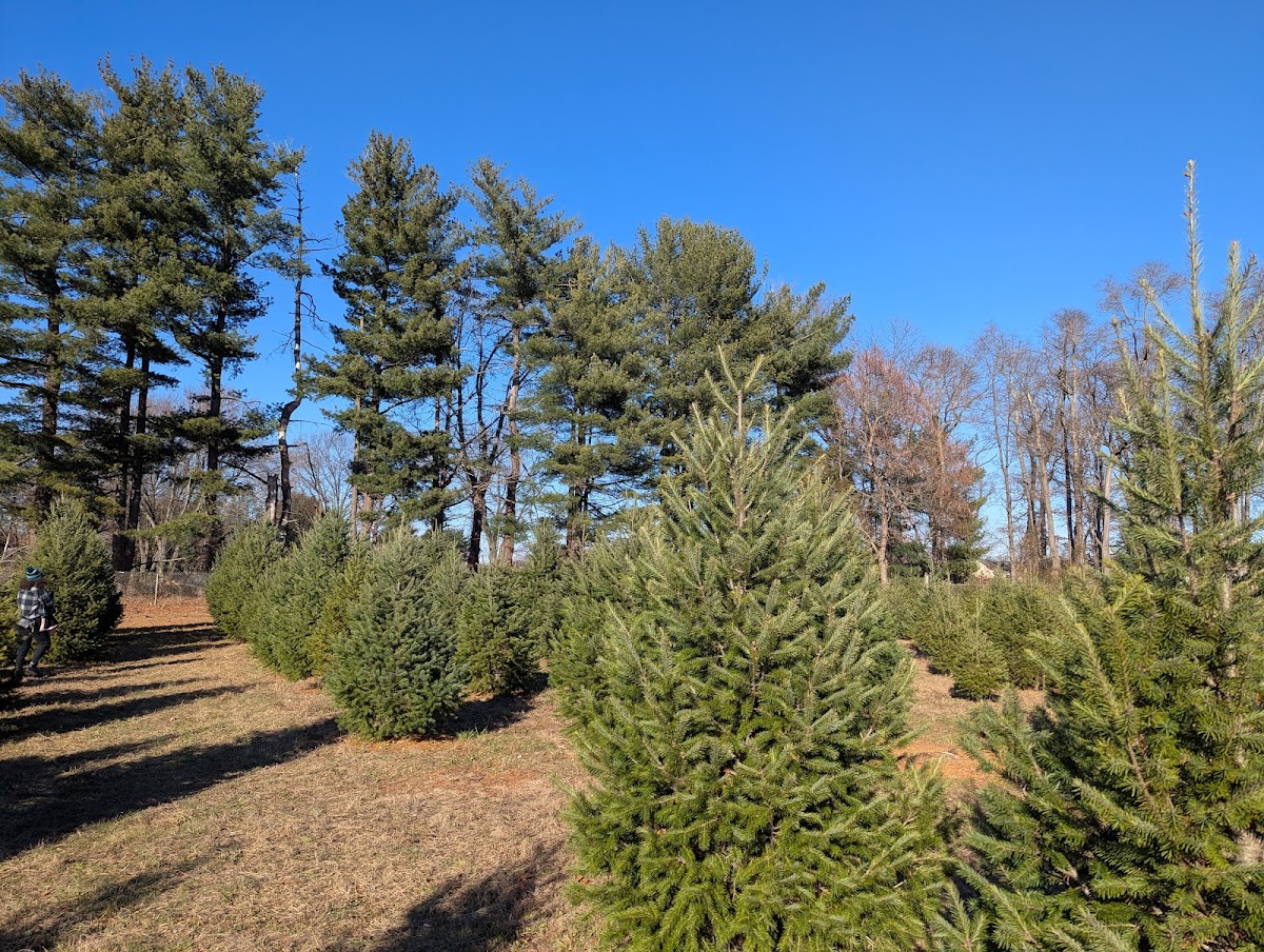 Kenlin Tree Farm in Edgewater Park, New Jersey