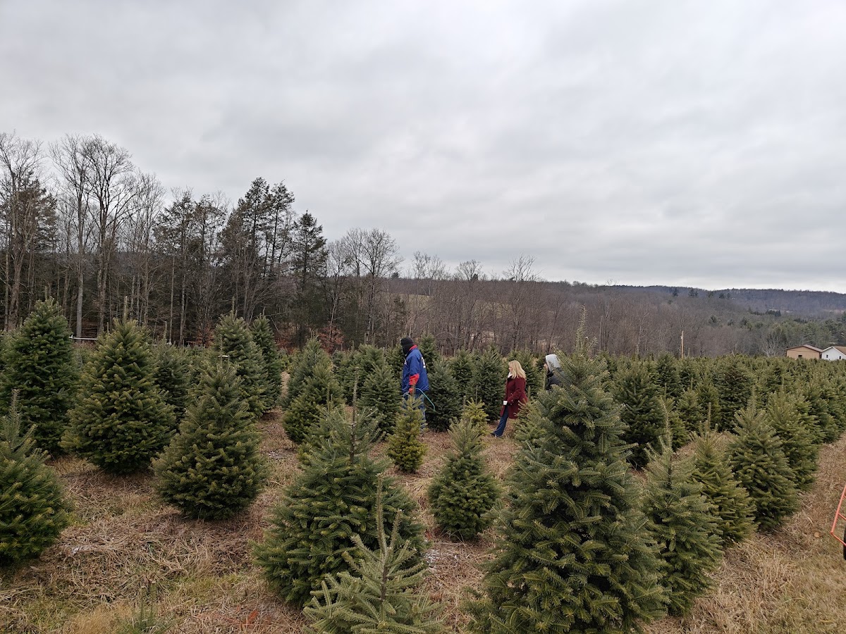 Kessler's Tree Farm in Hallstead, Pennsylvania