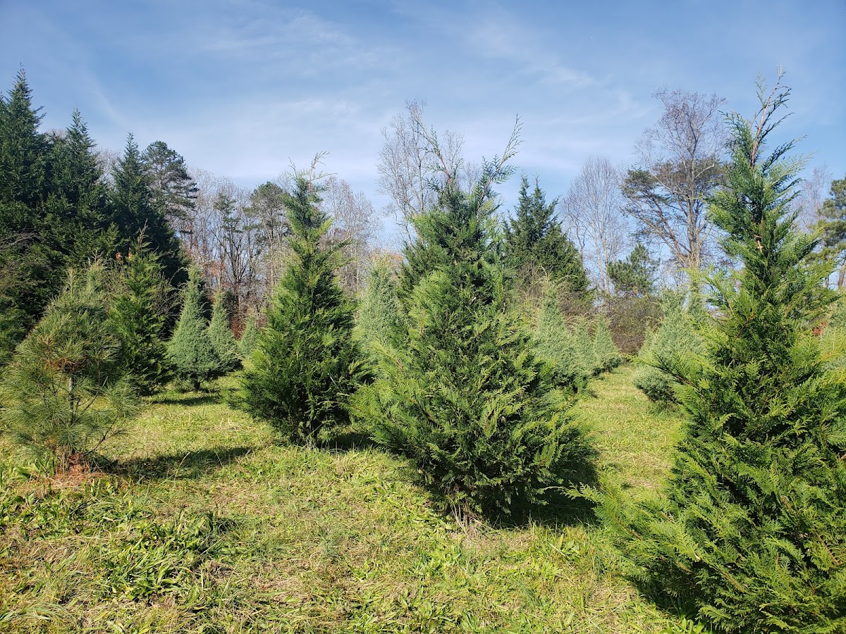 Kittle Christmas Tree Farm in Ringgold, Georgia