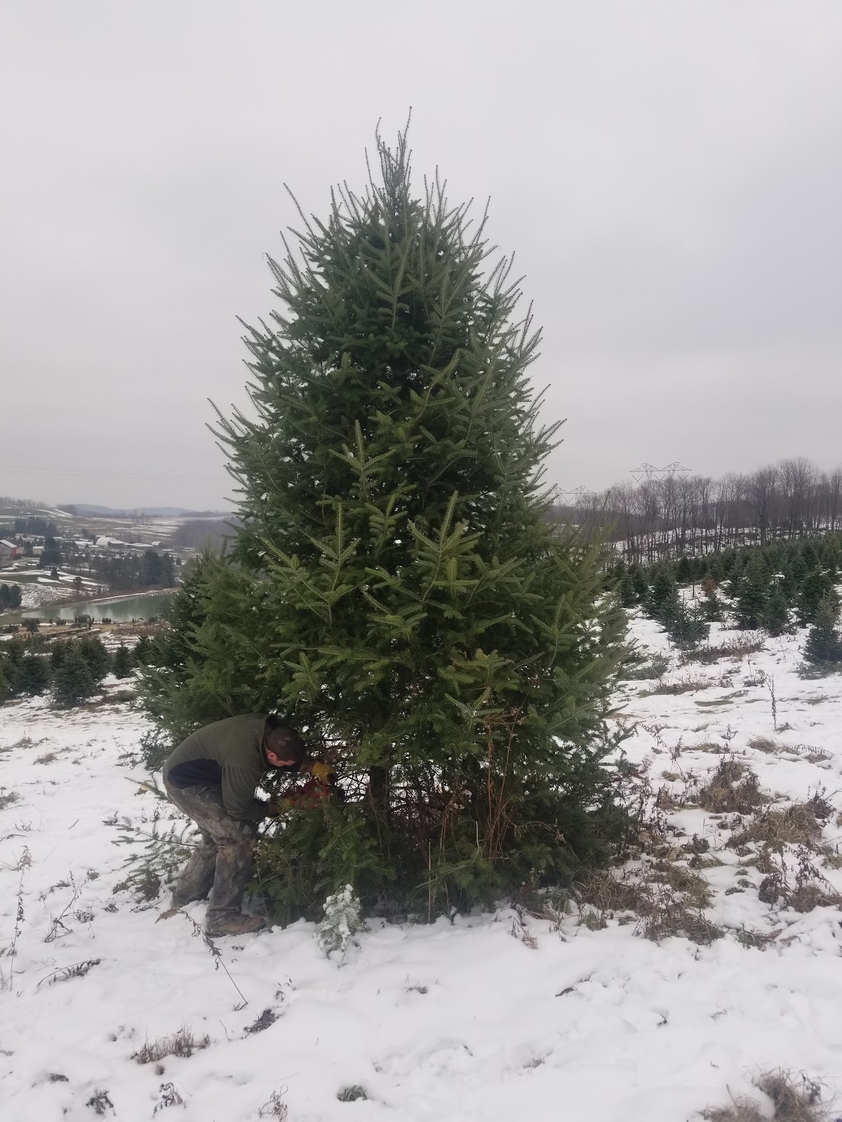 Kline's Tree Farm in Carrolltown, Pennsylvania