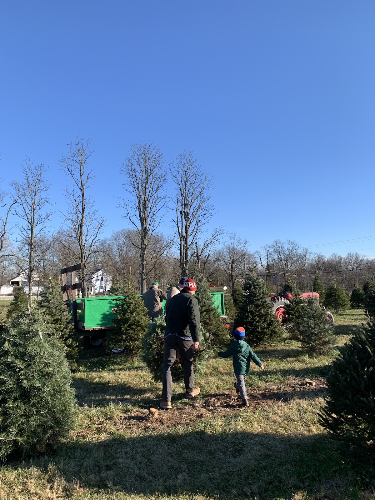 Koch Christmas Trees in Okeana, Ohio