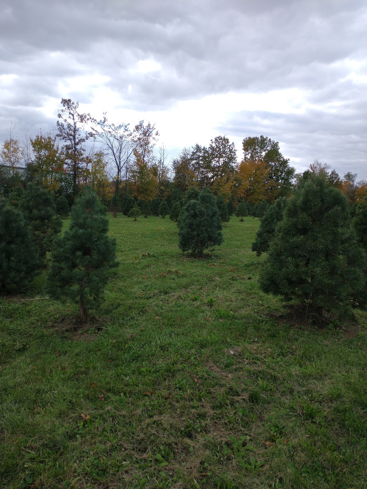 Koontz Tree Farm in Fort Wayne, Indiana
